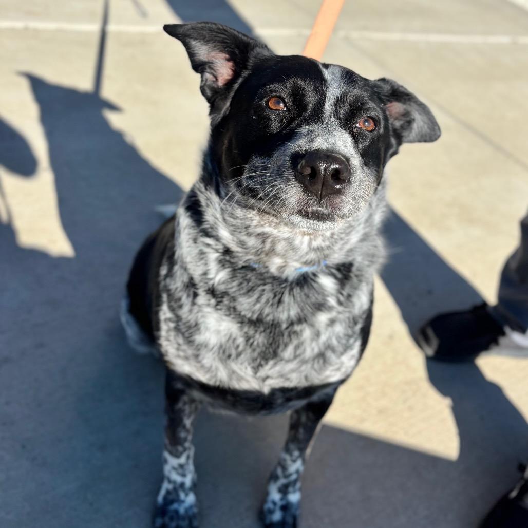 Maui, a Adoptable mixed breed in Great Falls, MT image 1/2