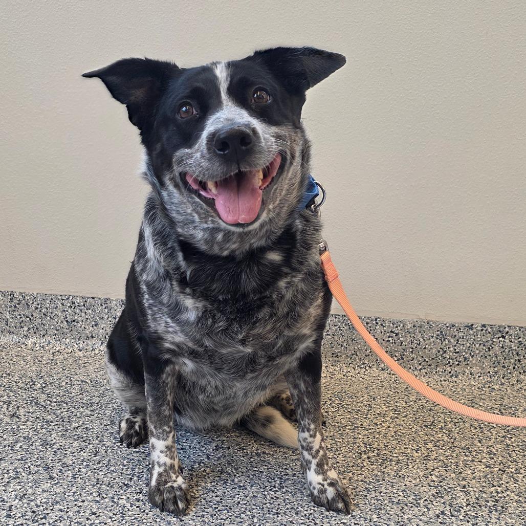 Maui, a Adoptable mixed breed in Great Falls, MT image 2/2