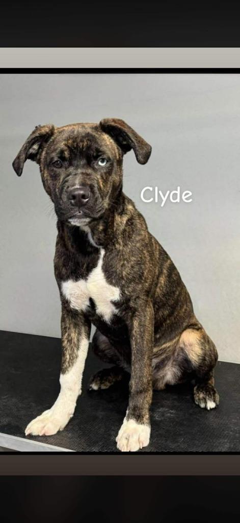 Clyde, Adoptable, Young Male Boxer.