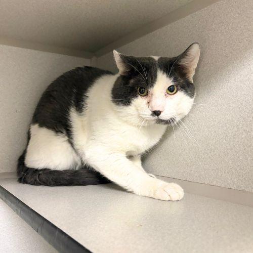 SMOKEY, Adoptable, Young Male Domestic Short Hair.