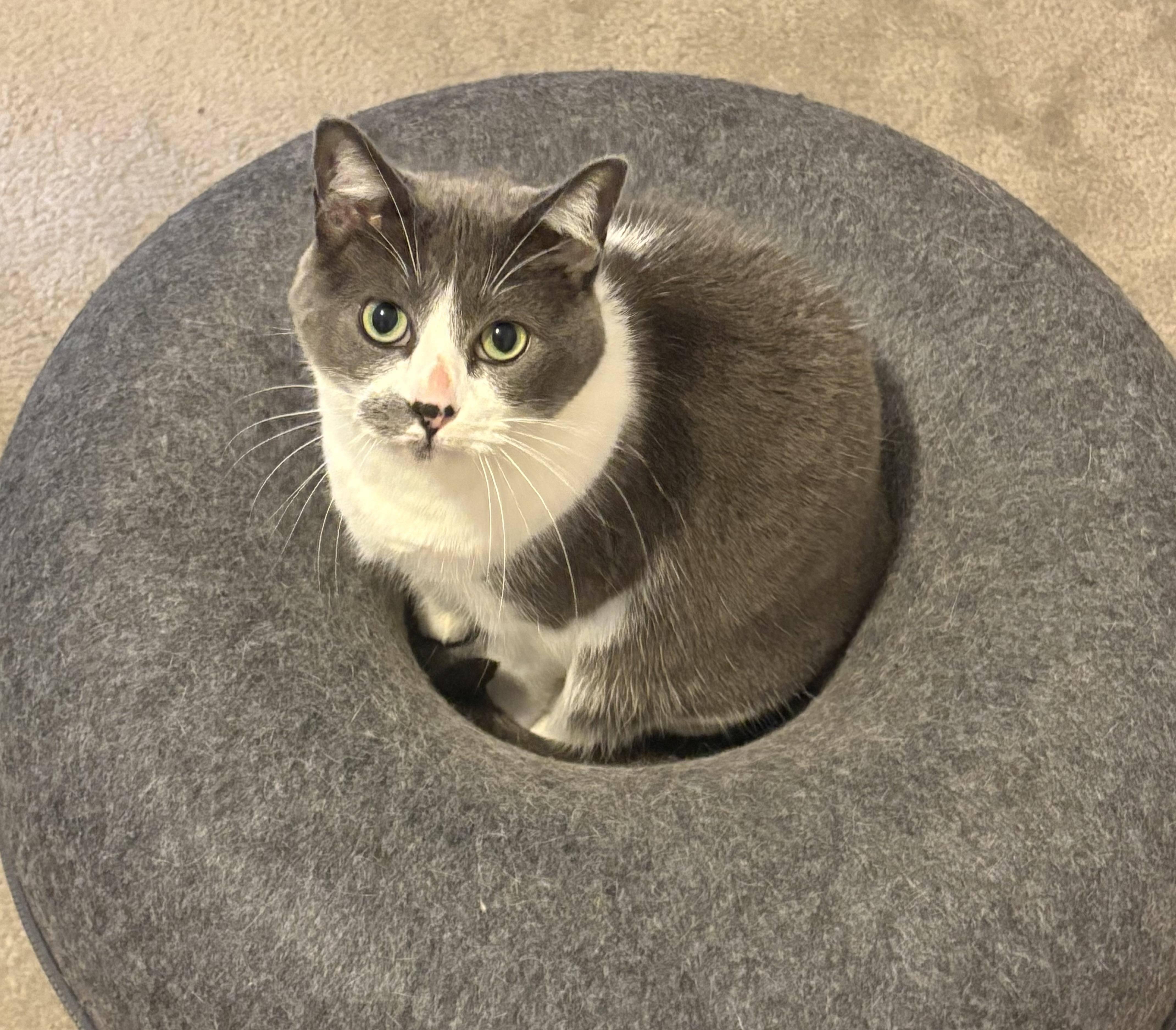 Storm, Adoptable, Adult Female Domestic Short Hair.