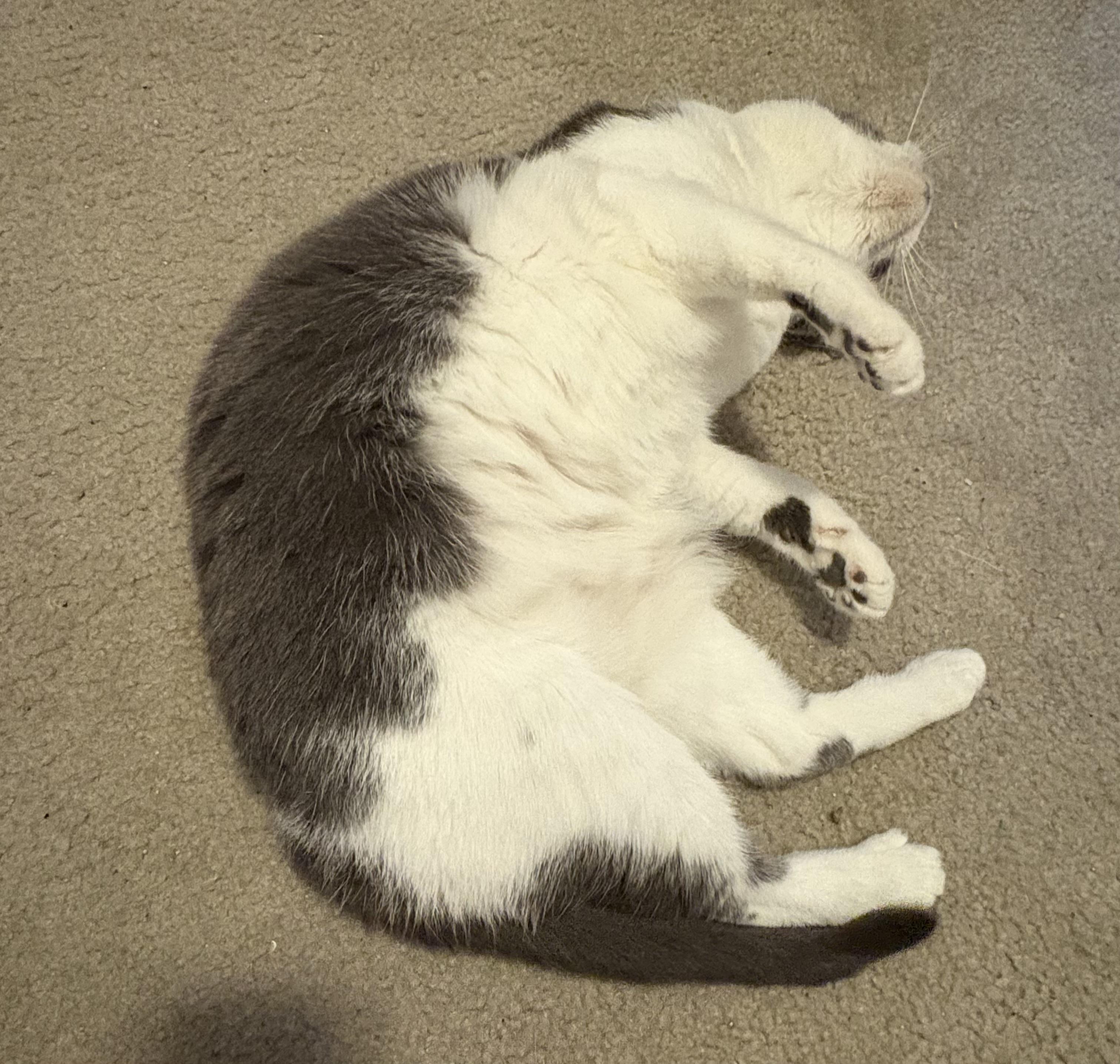 Enlarge Storm, a Adoptable Domestic Short Hair in Charlotte, NC image 2/6