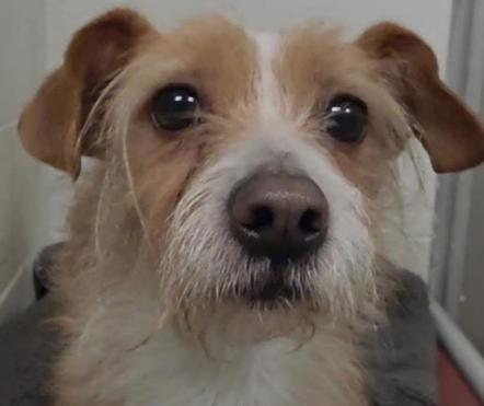 Enlarge Wilford Brimley "Willie", a Adoptable mixed breed in Waterbury, CT image 1/5
