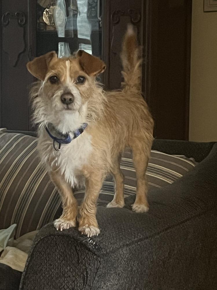 Enlarge Wilford Brimley "Willie", a Adoptable mixed breed in Waterbury, CT image 2/5