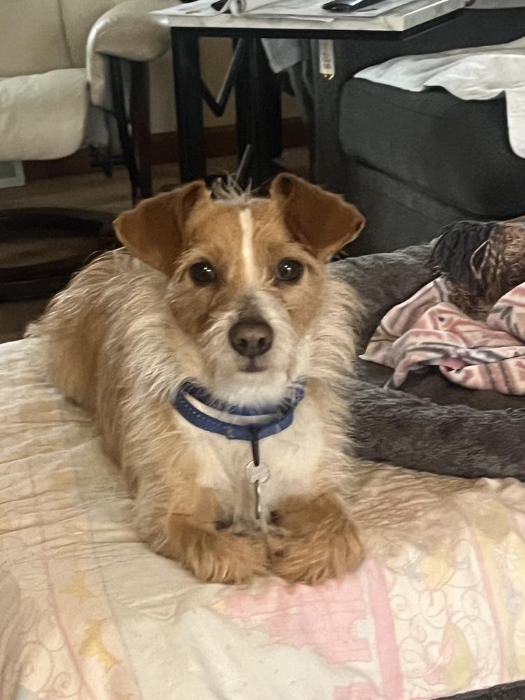 Enlarge Wilford Brimley "Willie", a Adoptable mixed breed in Waterbury, CT image 3/5
