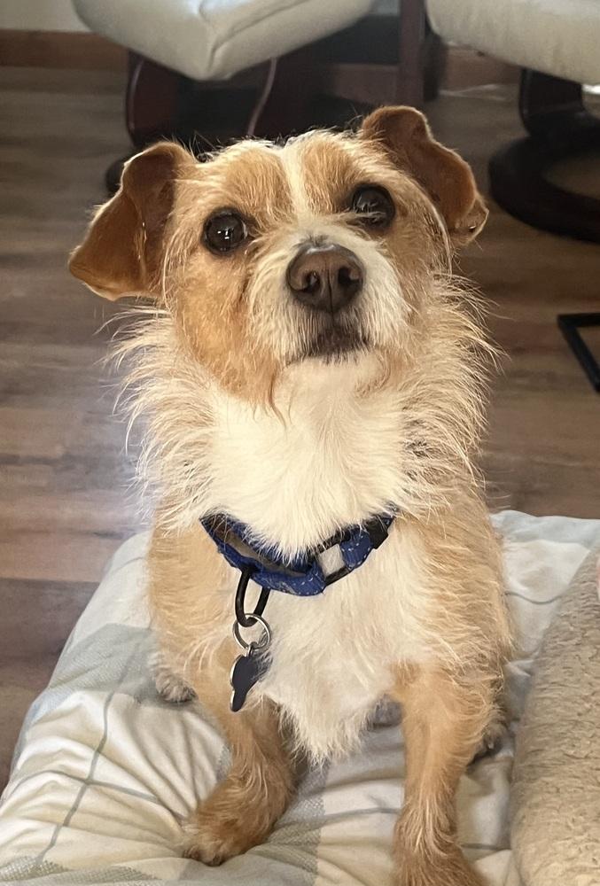 Enlarge Wilford Brimley "Willie", a Adoptable mixed breed in Waterbury, CT image 4/5