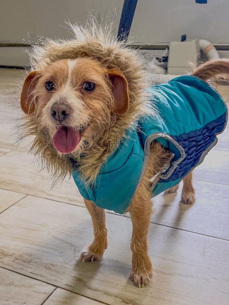 Enlarge Wilford Brimley "Willie", a Adoptable mixed breed in Waterbury, CT image 5/5