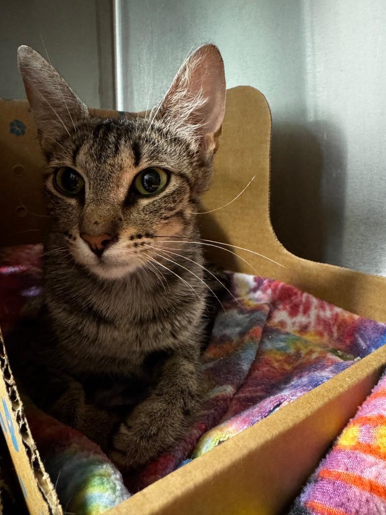 Waffles, a Adoptable mixed breed in Hot Springs, AR image 1/2