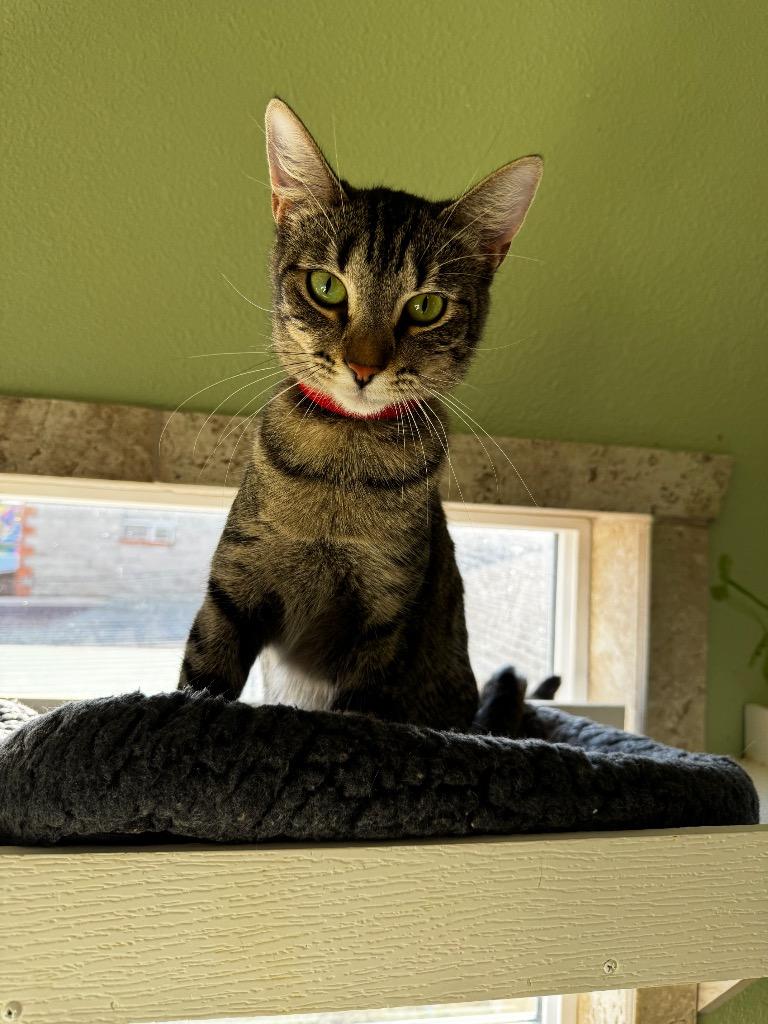 Waffles, a Adoptable mixed breed in Hot Springs, AR image 2/2