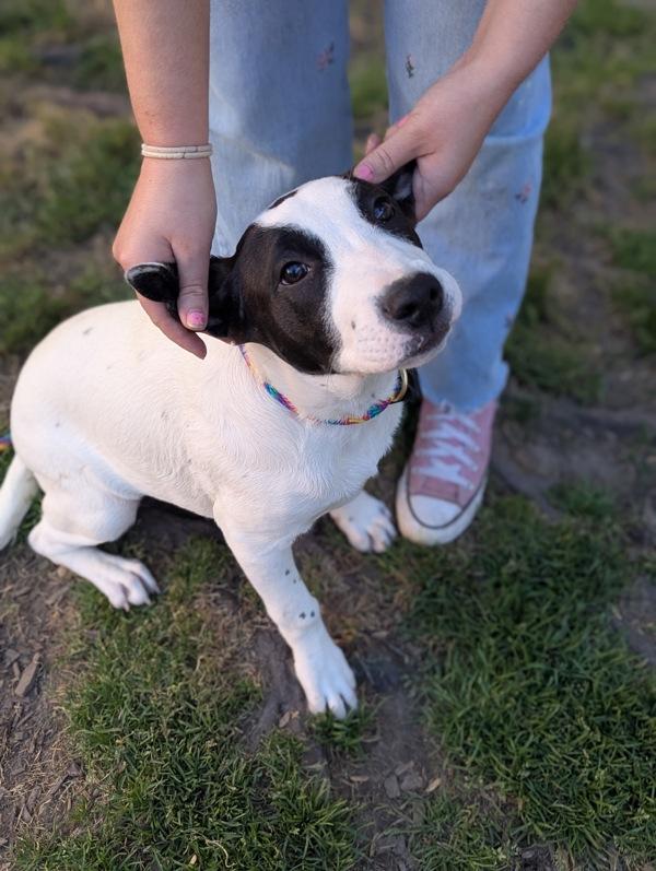 Enlarge Hello Kitty, a Adoptable mixed breed in Santa Rosa, CA image 1/1