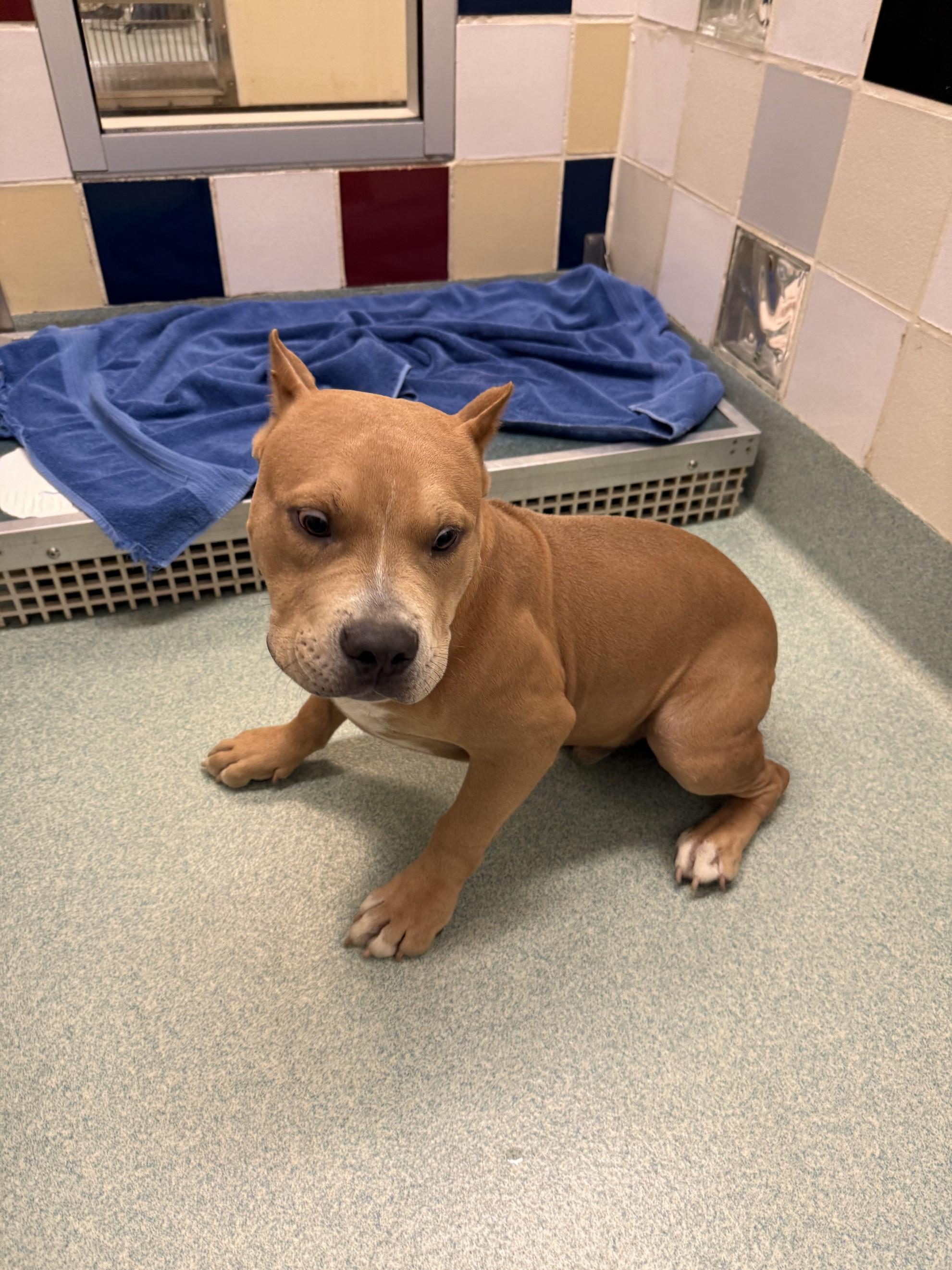Diesel A212851