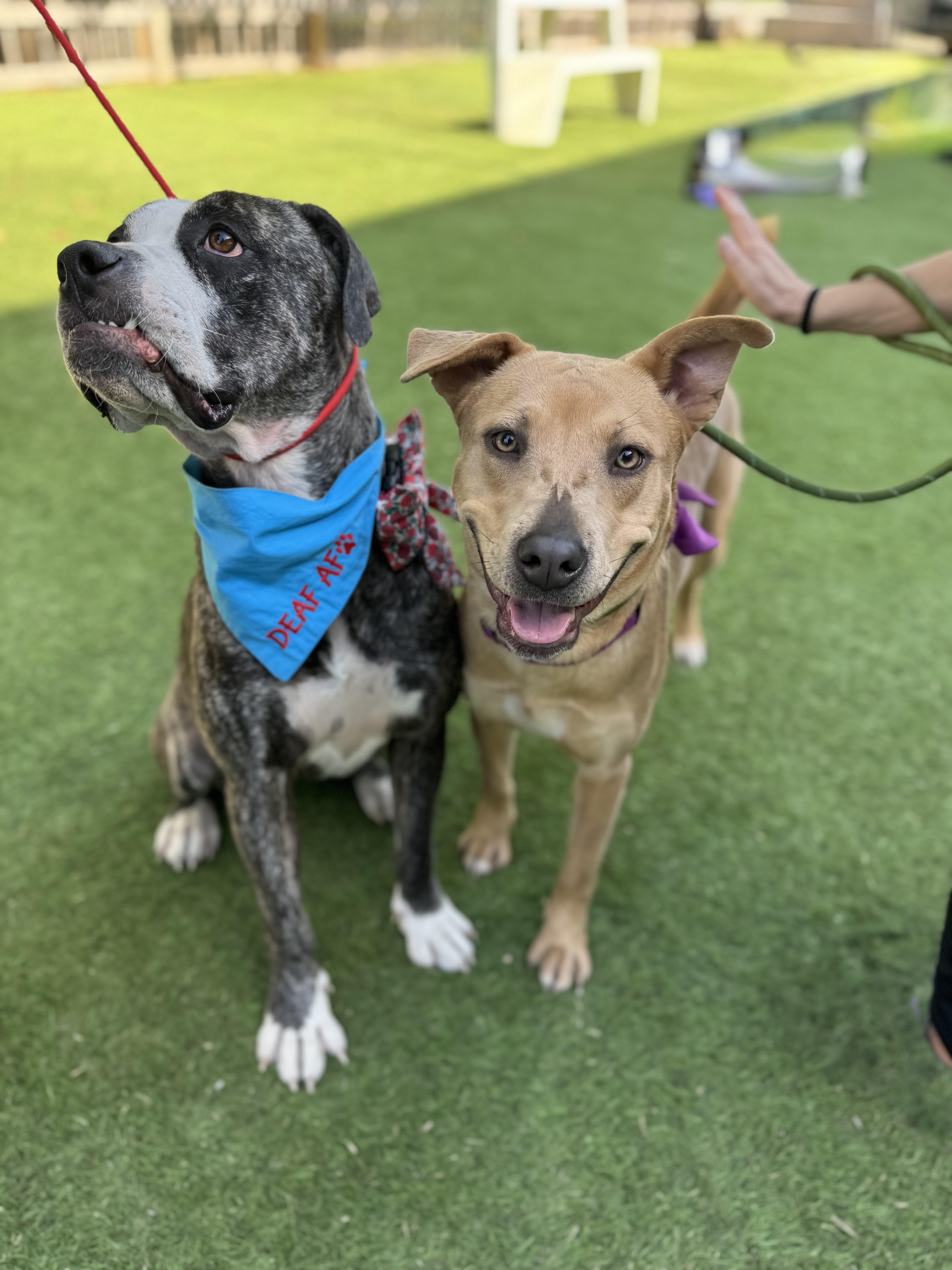 Kangaroo is LOVE , an adopted mixed breed in Los Angeles, CA image 2/6