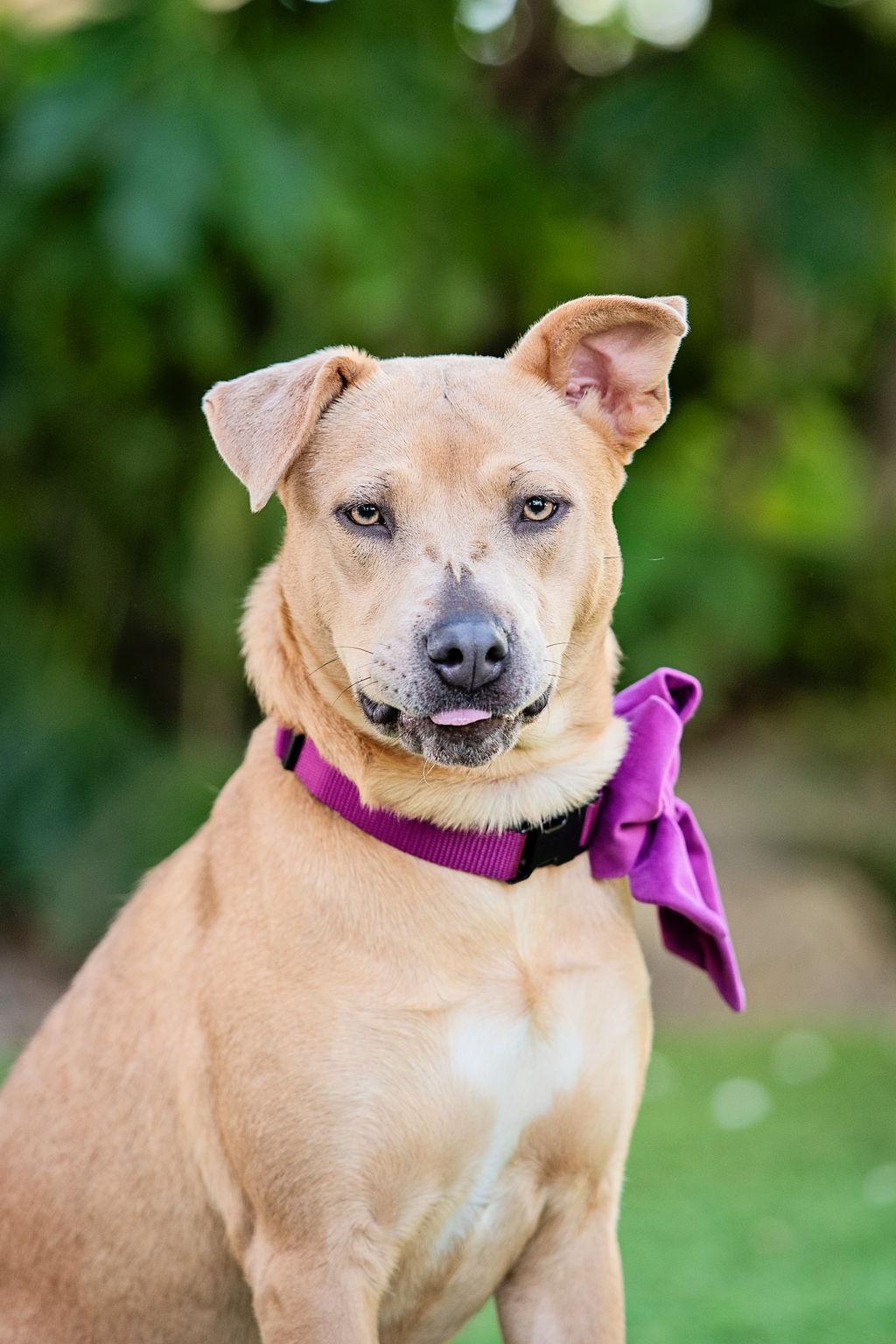 Kangaroo is LOVE , adopted, Young Female Weimaraner & Shepherd.