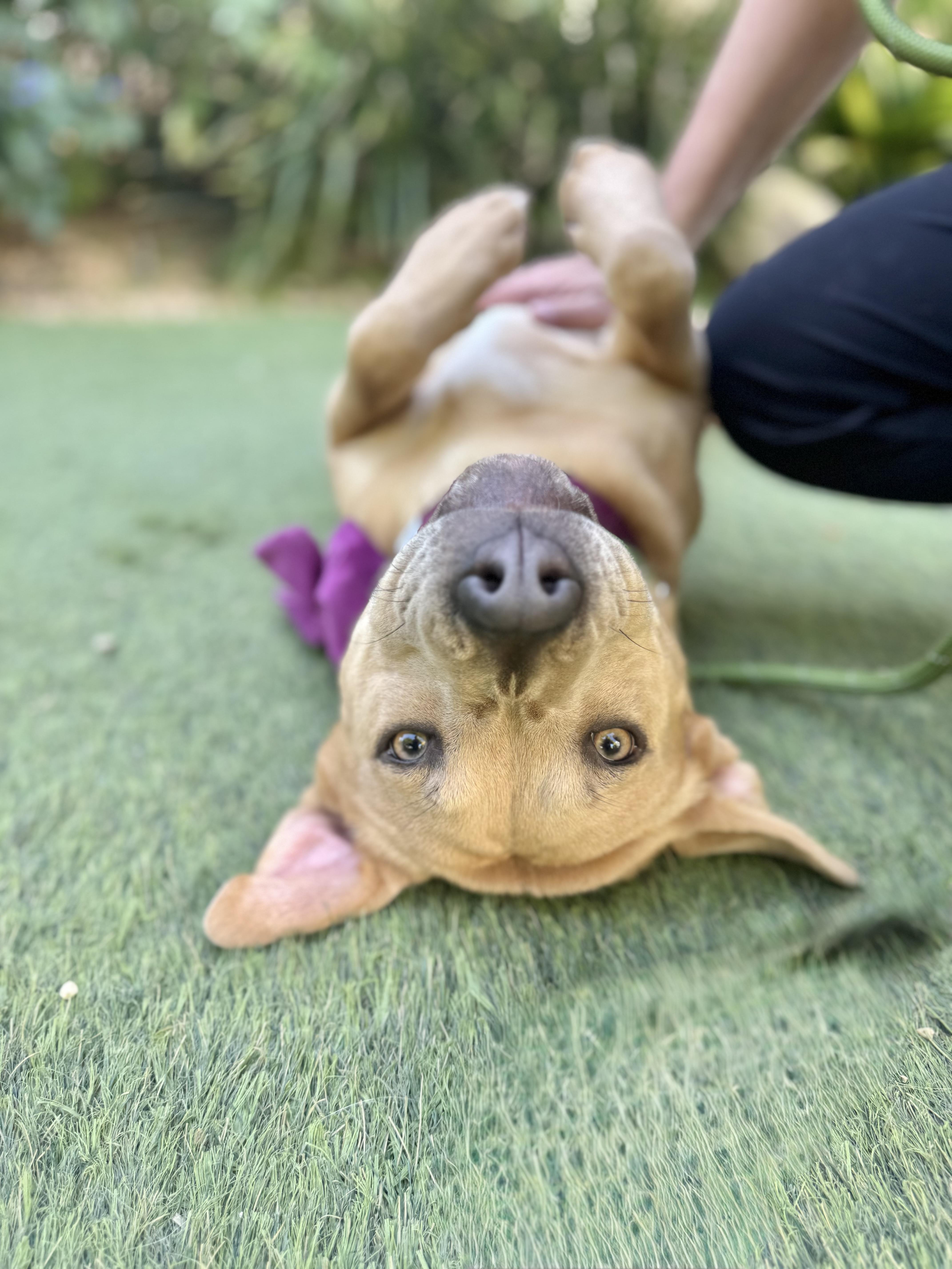 Kangaroo is LOVE , an adopted mixed breed in Los Angeles, CA image 3/6