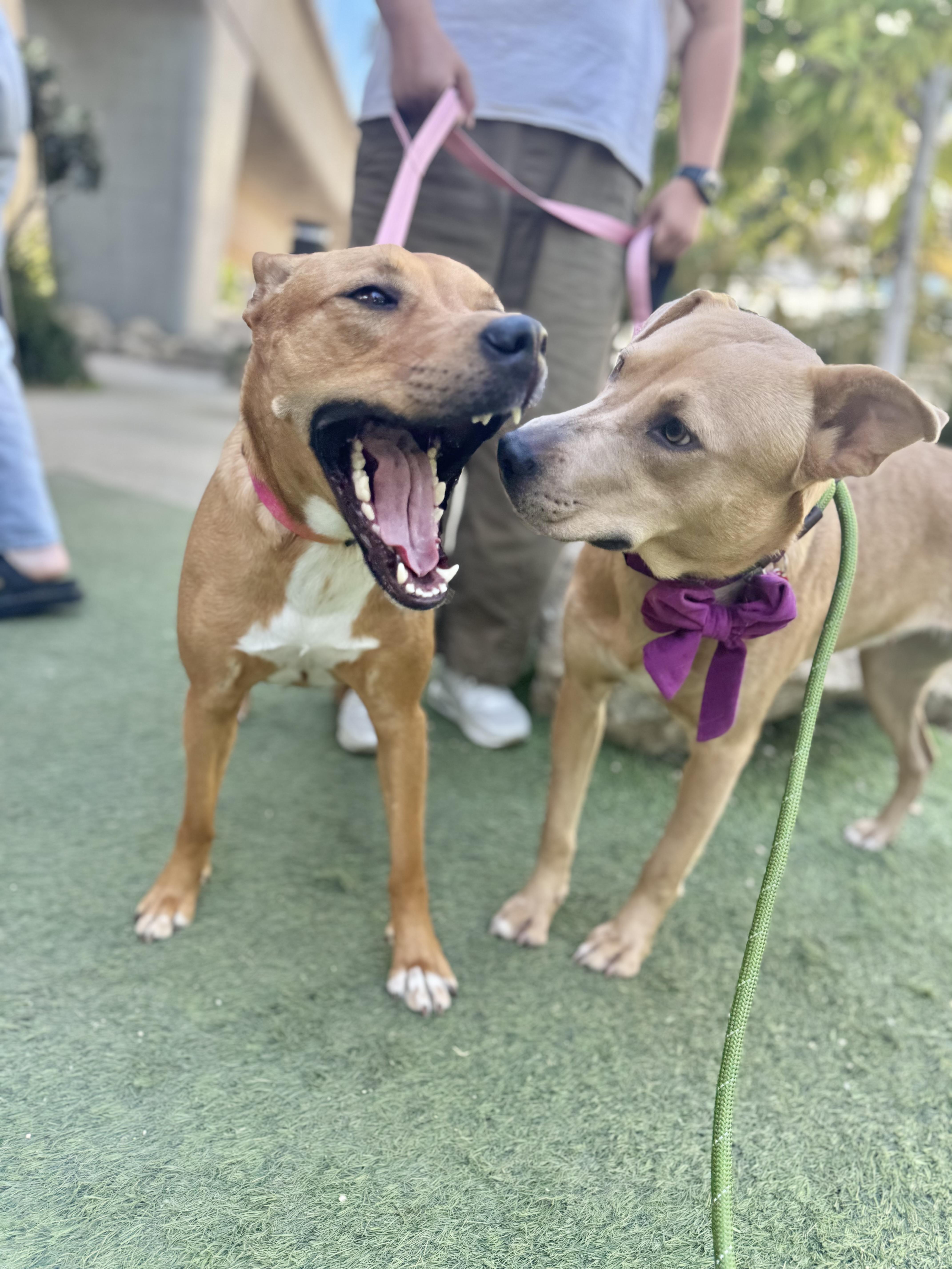 Kangaroo is LOVE , an adopted mixed breed in Los Angeles, CA image 4/6