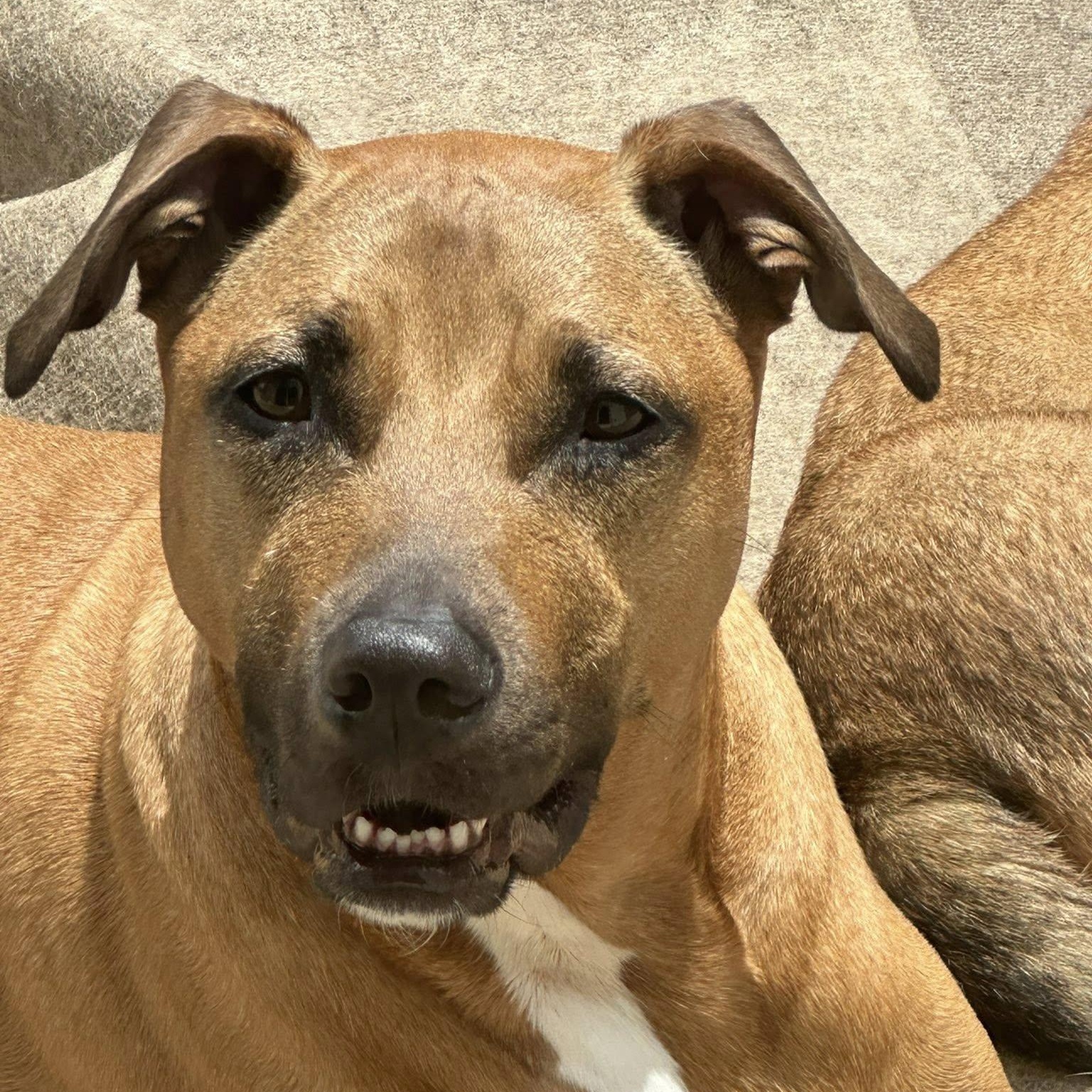 Bailey, Adult Female Pit Bull Terrier
