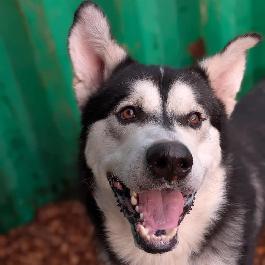 Enlarge Odyssey, a Adoptable Alaskan Malamute in Tacoma, WA image 1/4