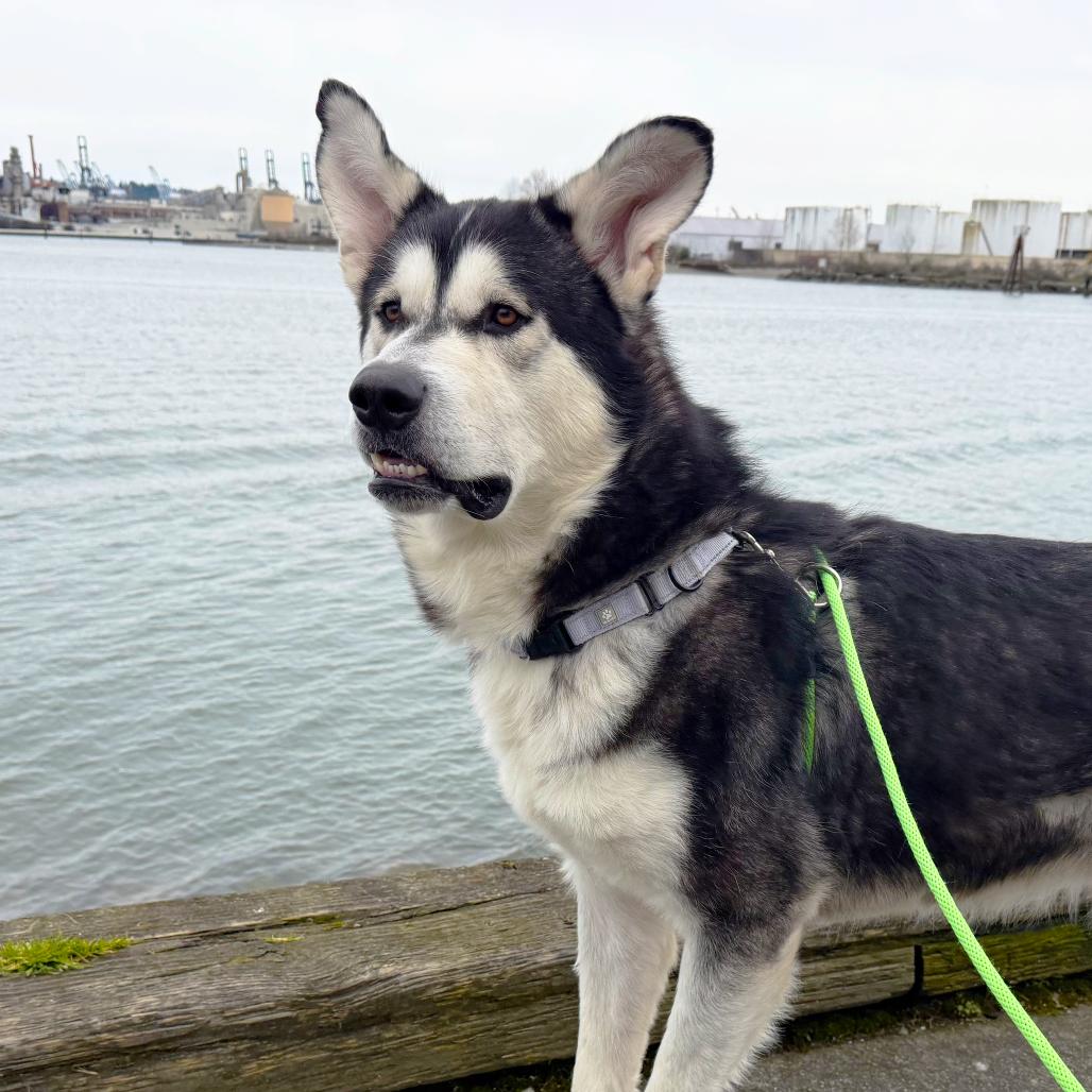 Enlarge Odyssey, a Adoptable Alaskan Malamute in Tacoma, WA image 2/4