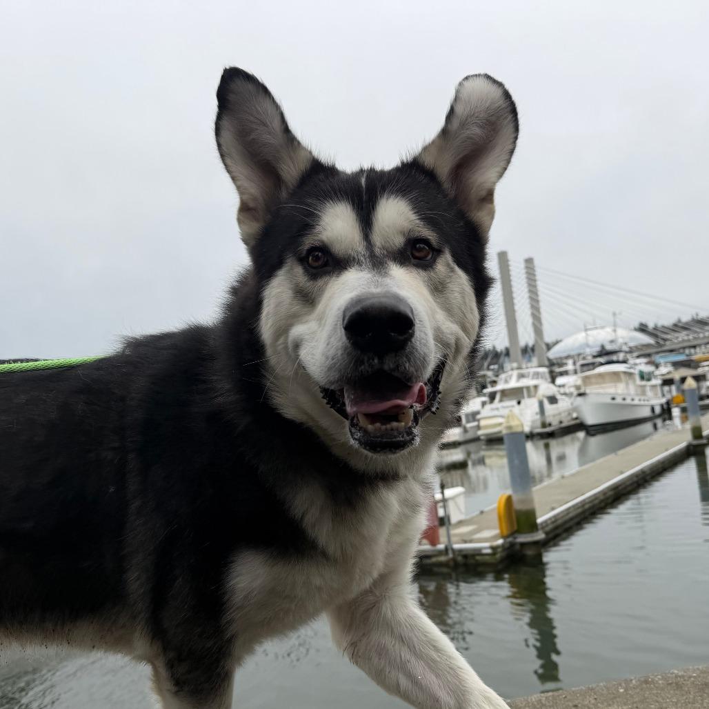 Enlarge Odyssey, a Adoptable Alaskan Malamute in Tacoma, WA image 3/4
