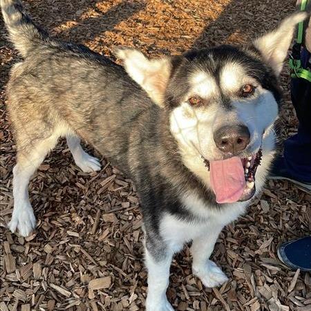 Enlarge Odyssey, a Adoptable Alaskan Malamute in Tacoma, WA image 4/4