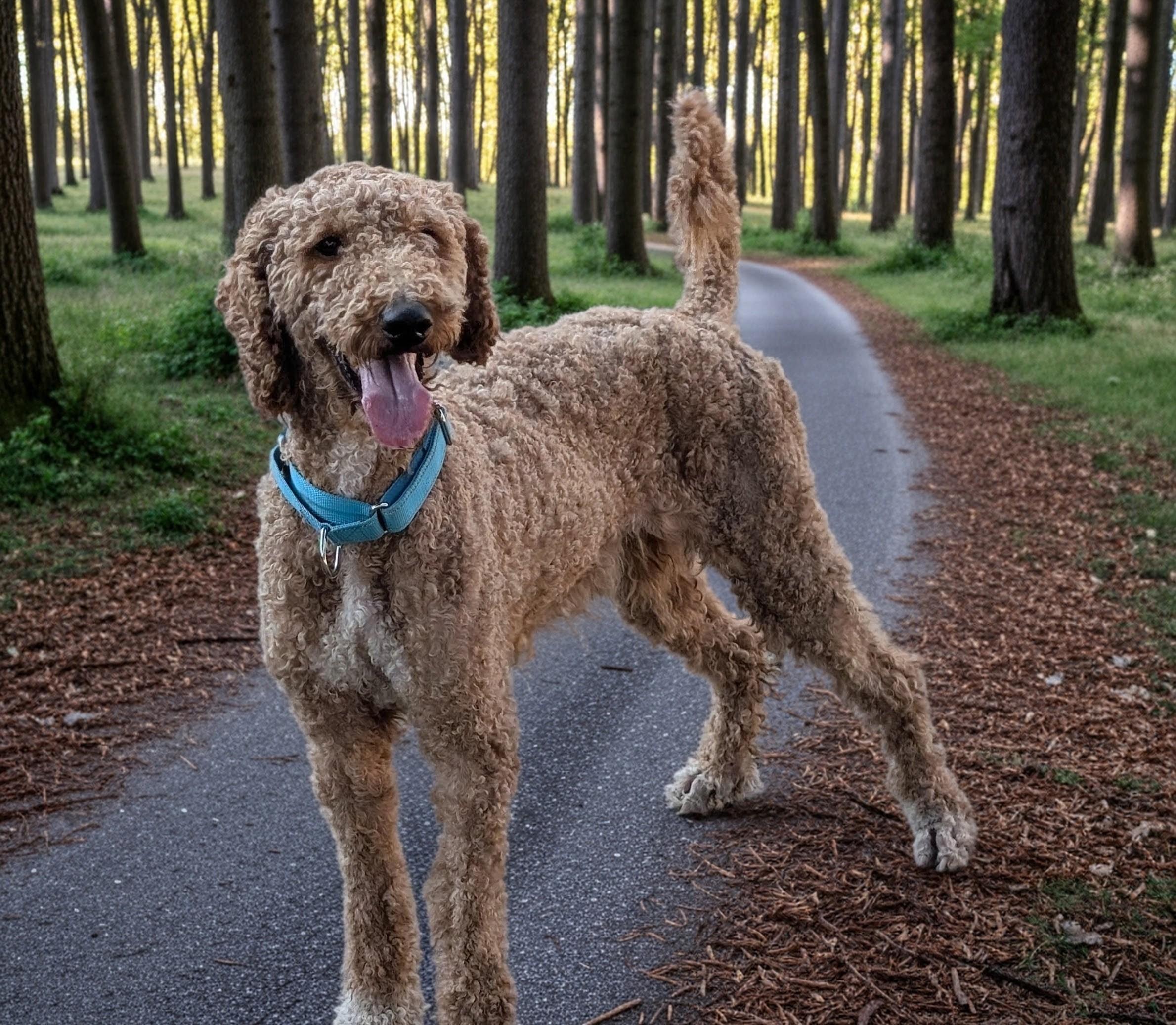 Puck, a ADOPTABLE mixed breed in COEUR D ALENE, ID image 3/4