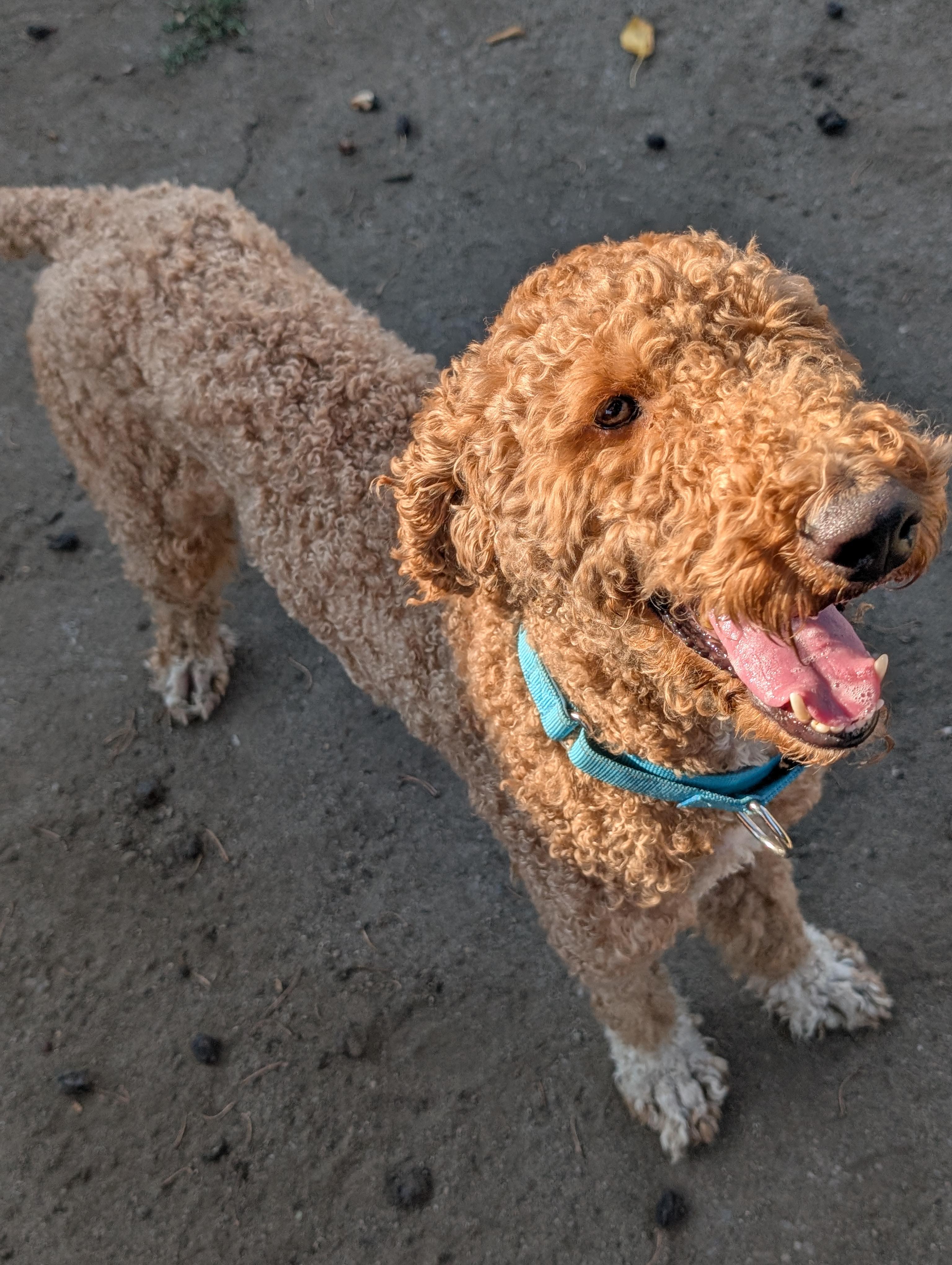 Puck, a ADOPTABLE mixed breed in COEUR D ALENE, ID image 4/4