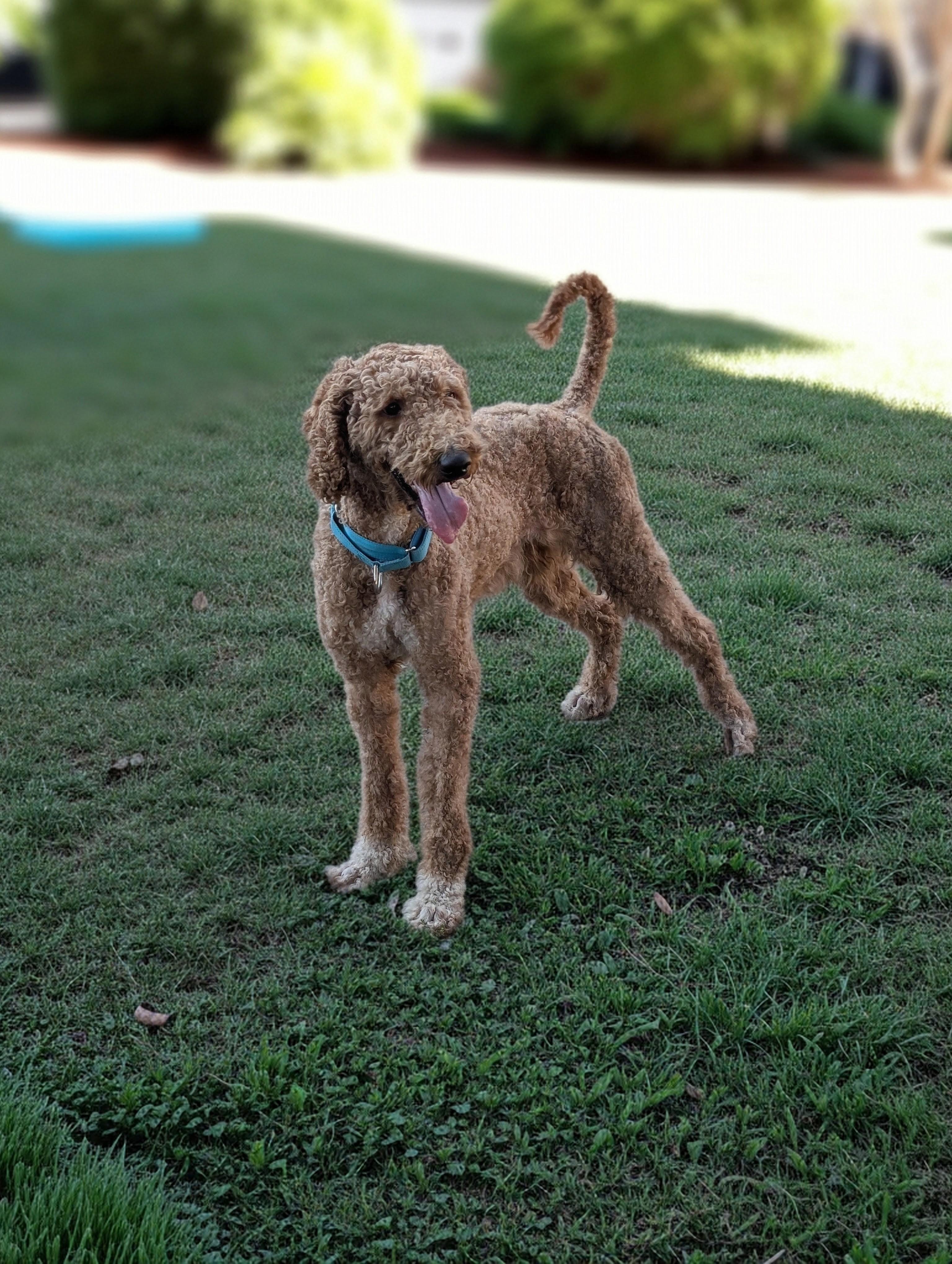 Puck, ADOPTABLE, Adult Male Miniature Poodle & Golden Retriever.