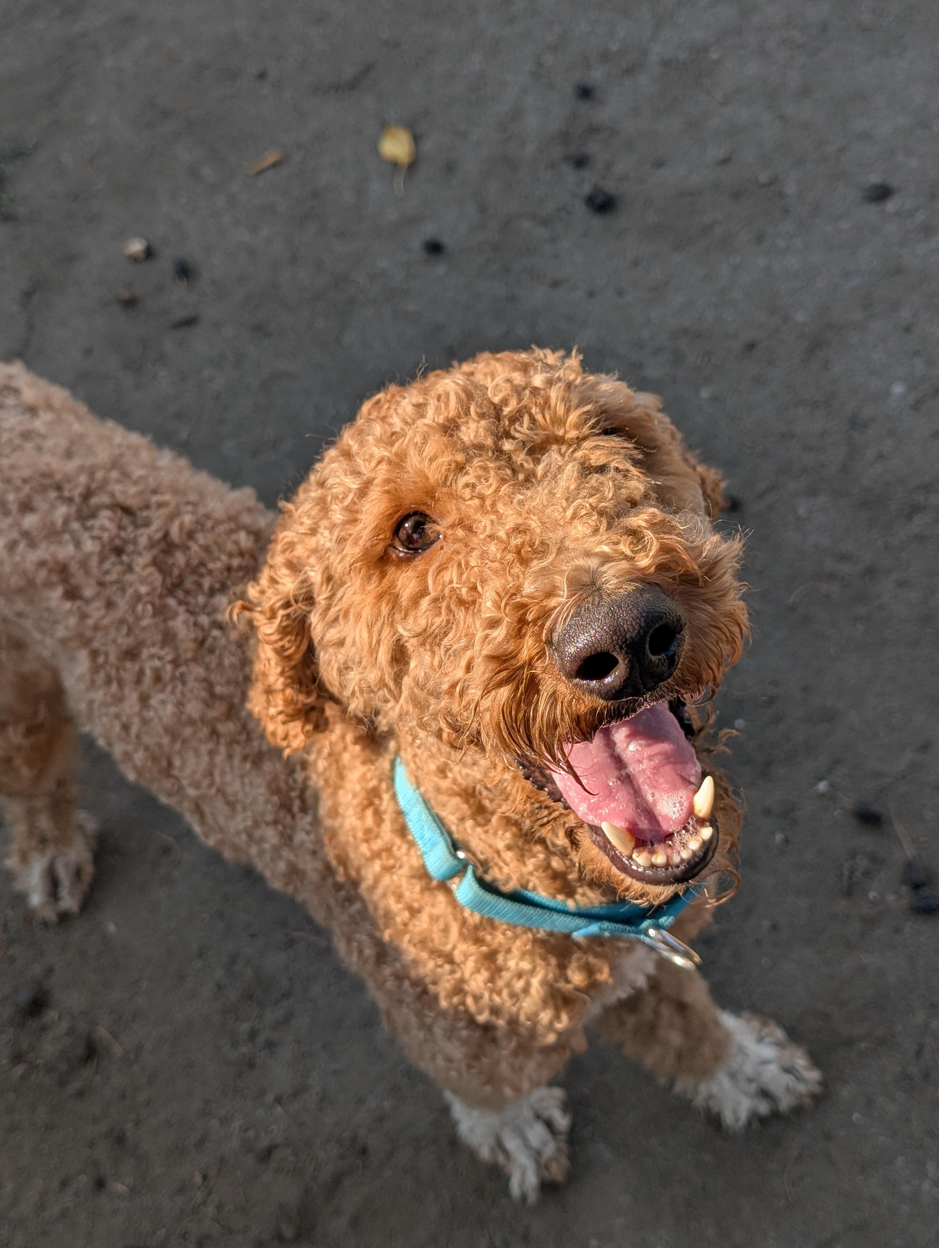Puck, a ADOPTABLE mixed breed in COEUR D ALENE, ID image 2/4