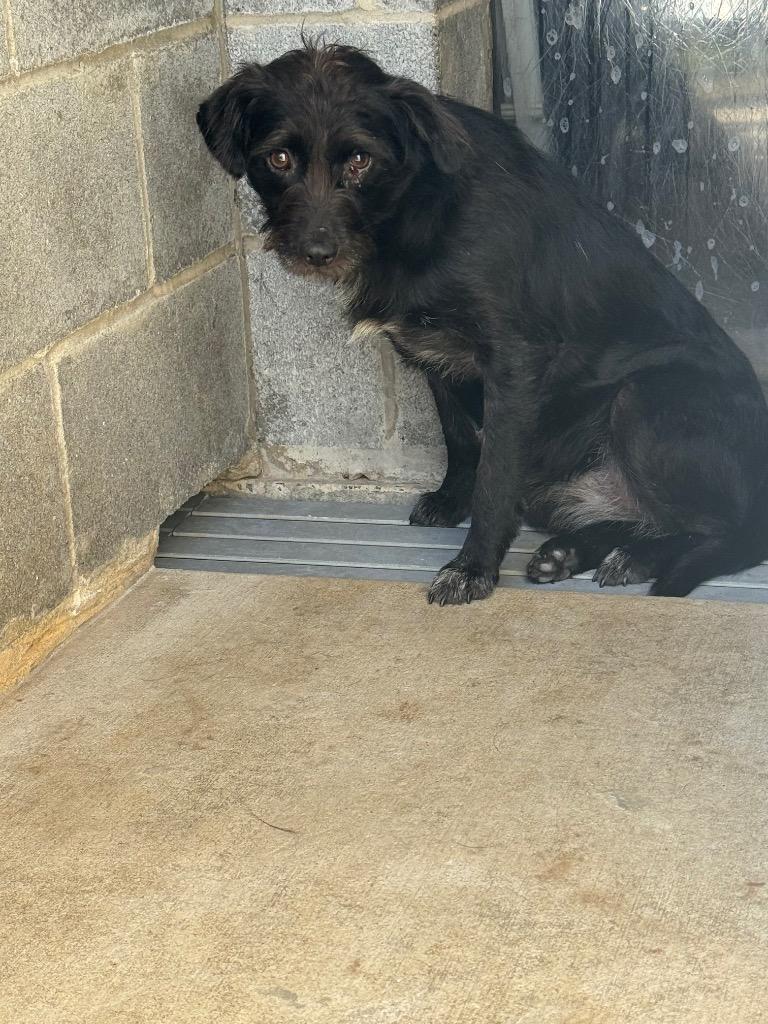 Enlarge P-12 Blaze, a Adoptable mixed breed in Shelbyville, TN image 1/1