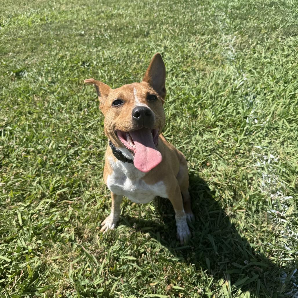 Enlarge Dougal (Snoop), a Adoptable mixed breed in Sacramento, CA image 1/6