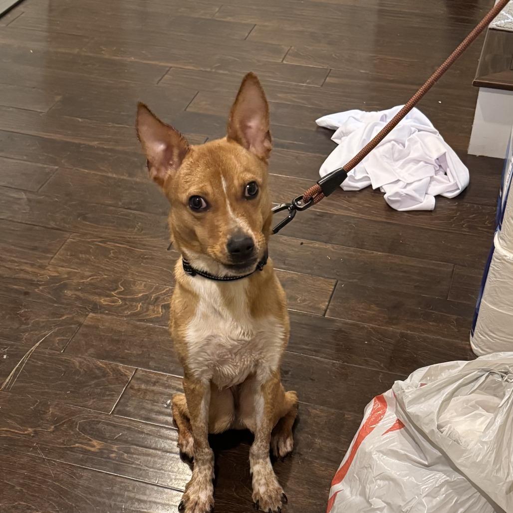 Enlarge Dougal (Snoop), a Adoptable mixed breed in Sacramento, CA image 2/6