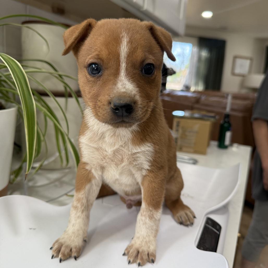 Enlarge Dougal (Snoop), a Adoptable mixed breed in Sacramento, CA image 3/6