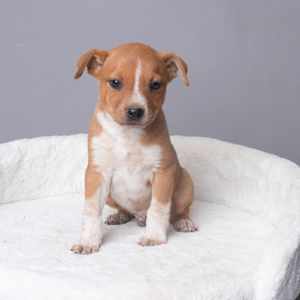 Enlarge Dougal (Snoop), a Adoptable mixed breed in Sacramento, CA image 4/6