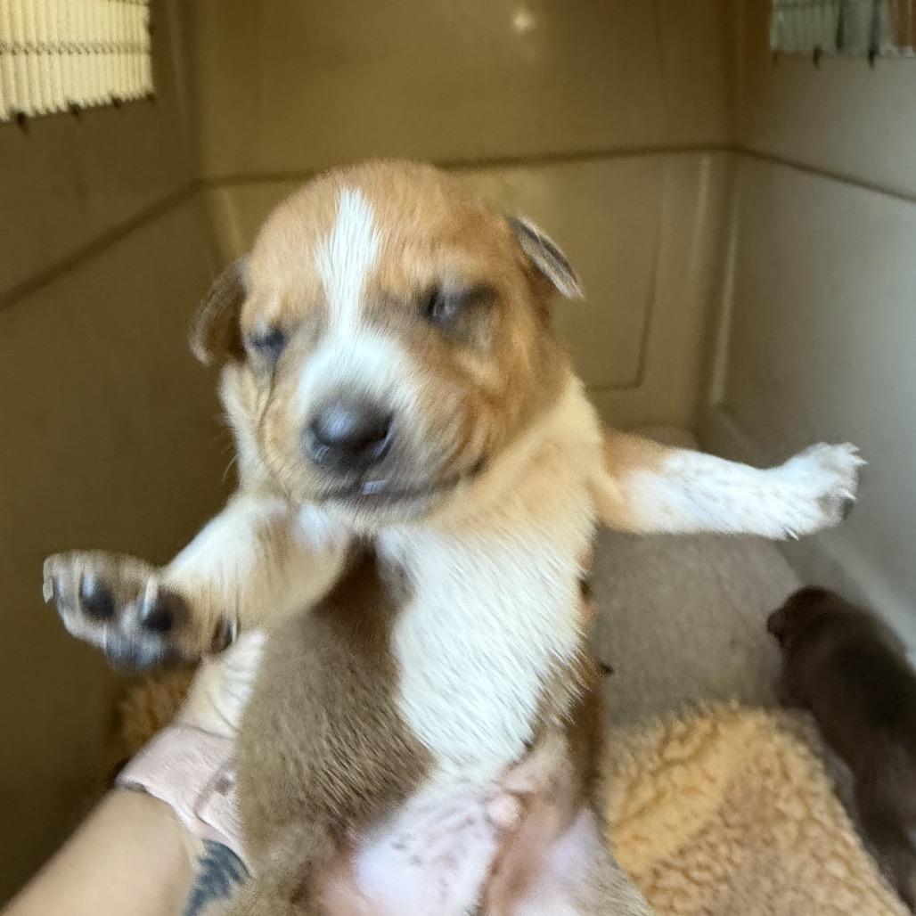Enlarge Dougal (Snoop), a Adoptable mixed breed in Sacramento, CA image 5/6