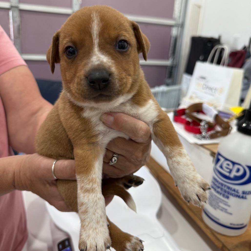 Enlarge Dougal (Snoop), a Adoptable mixed breed in Sacramento, CA image 6/6