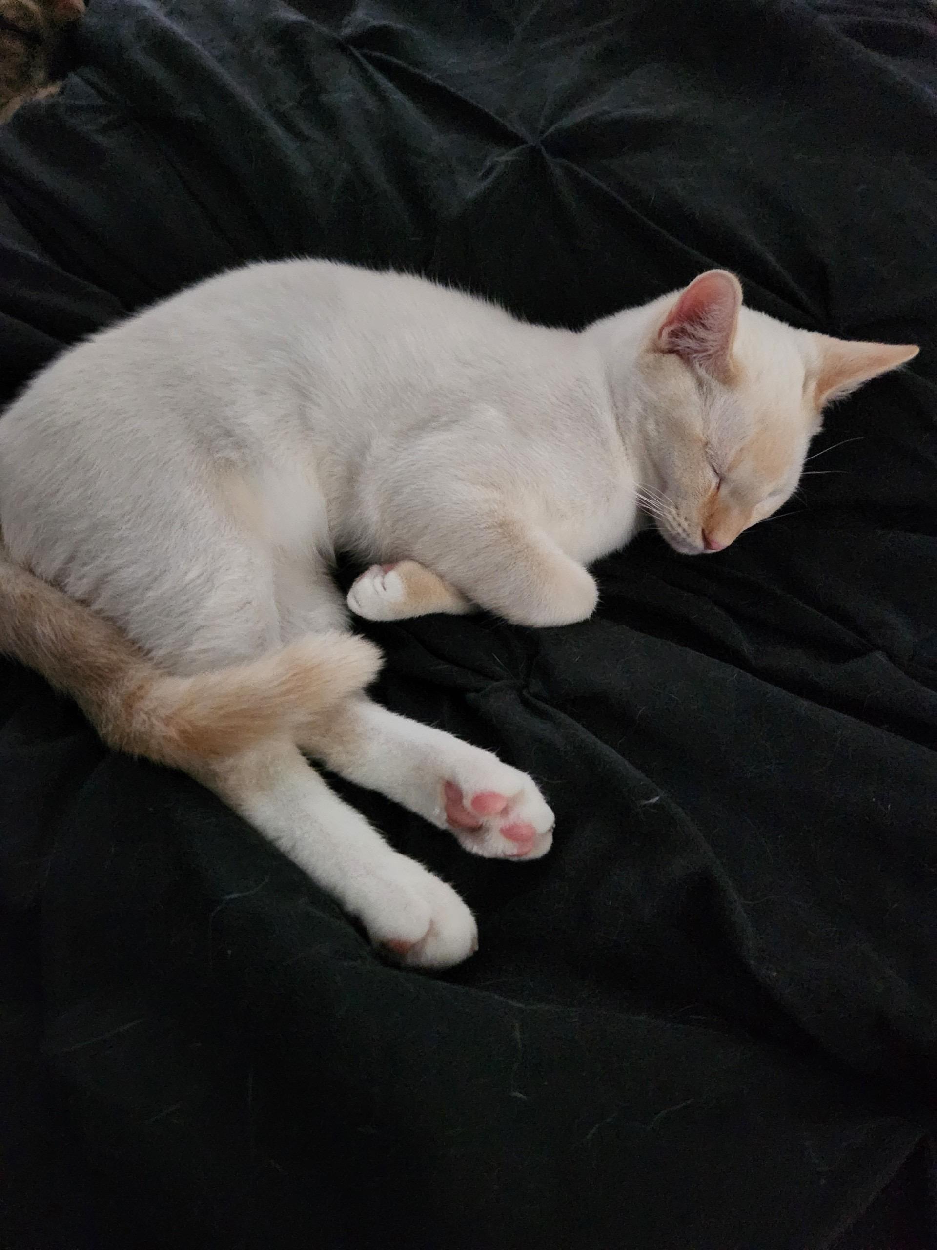 Tucker, a ADOPTABLE Siamese in Little River, SC image 3/6