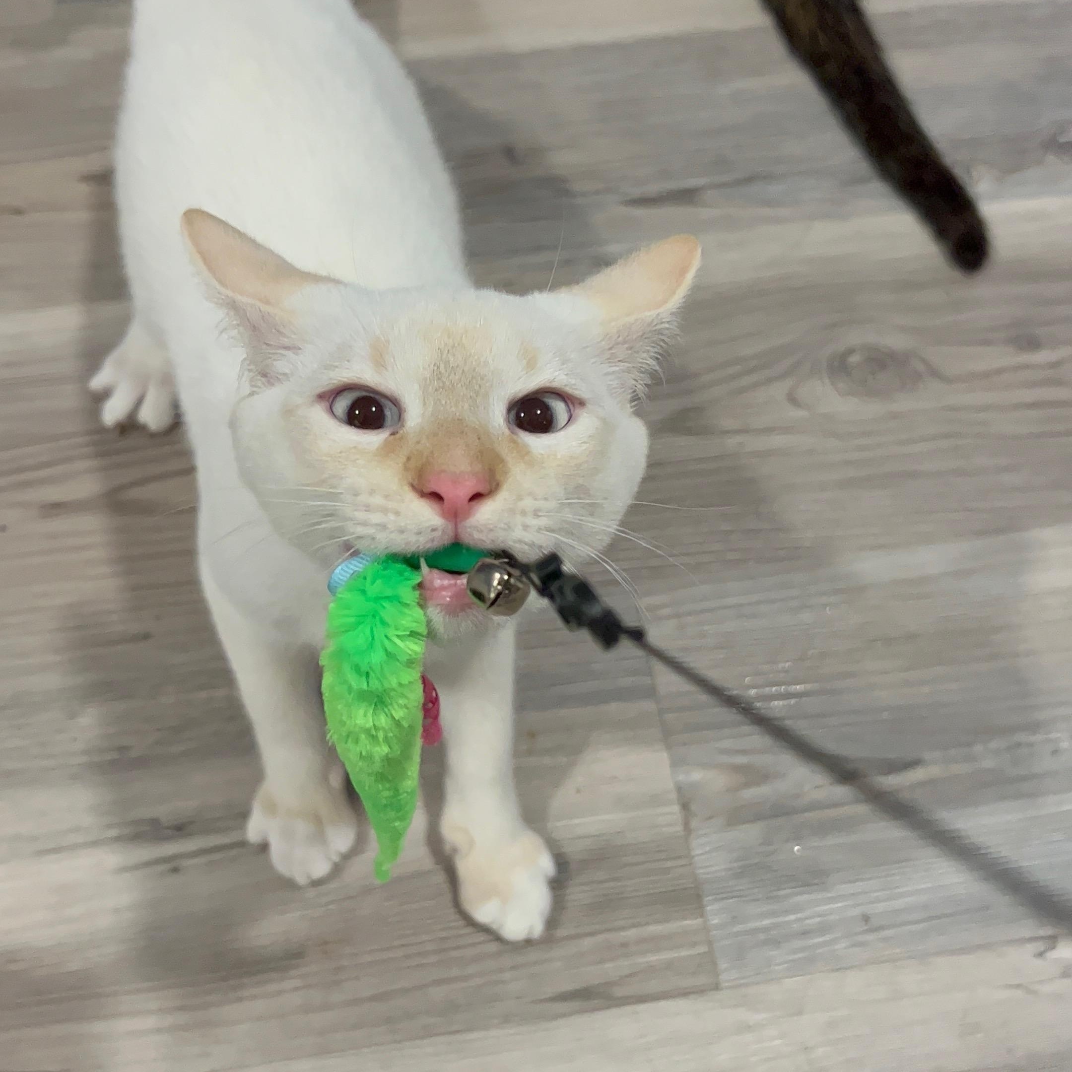 Tucker, a ADOPTABLE Siamese in Little River, SC image 4/6