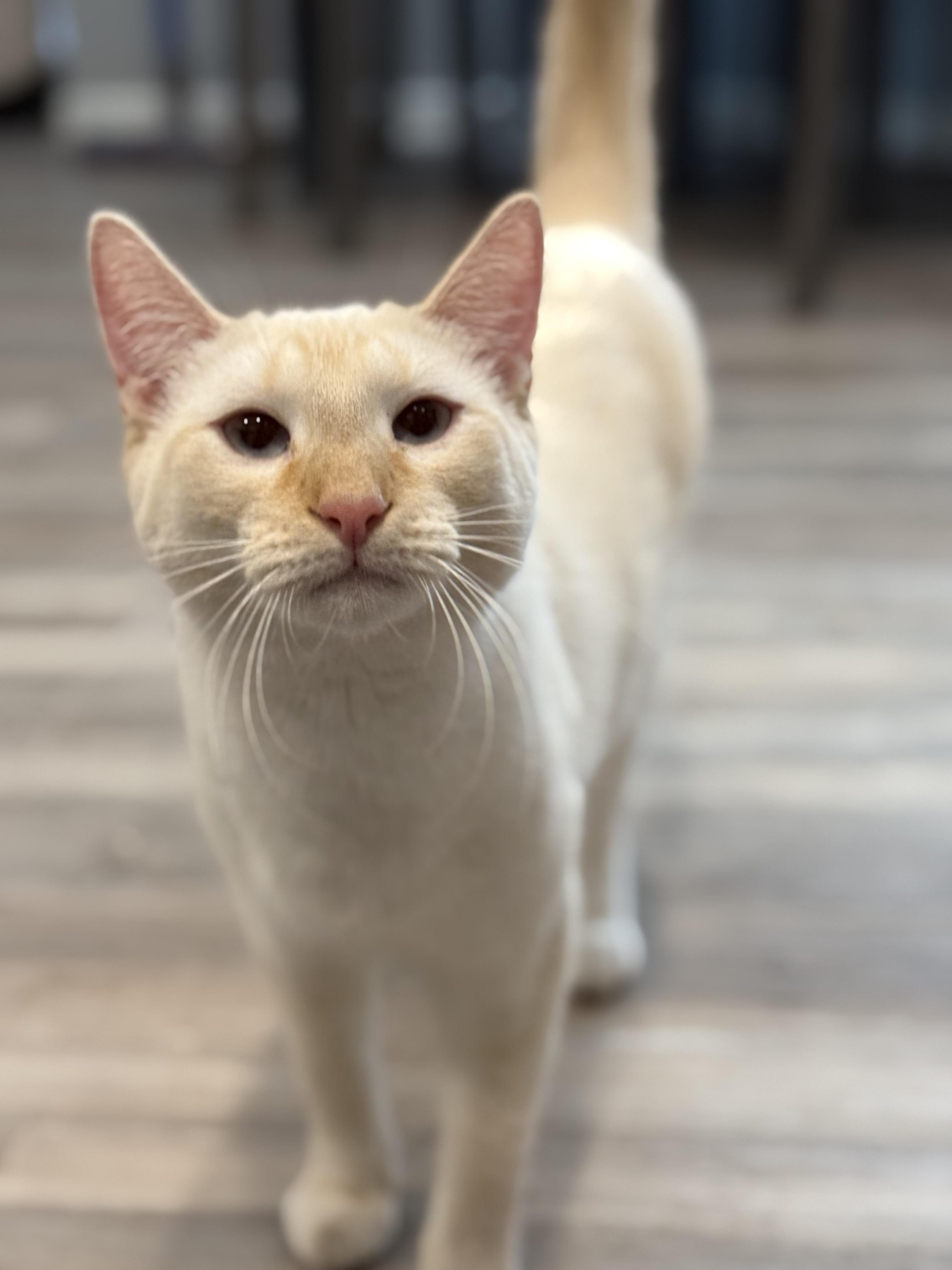 Tucker, a ADOPTABLE Siamese in Little River, SC image 5/6