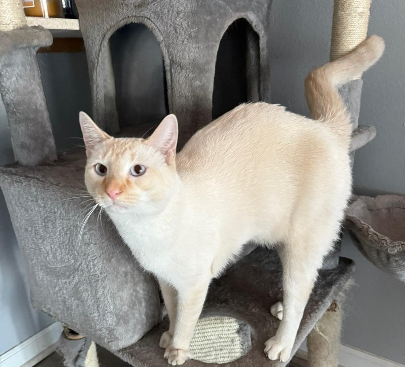 Tucker, a ADOPTABLE Siamese in Little River, SC image 6/6