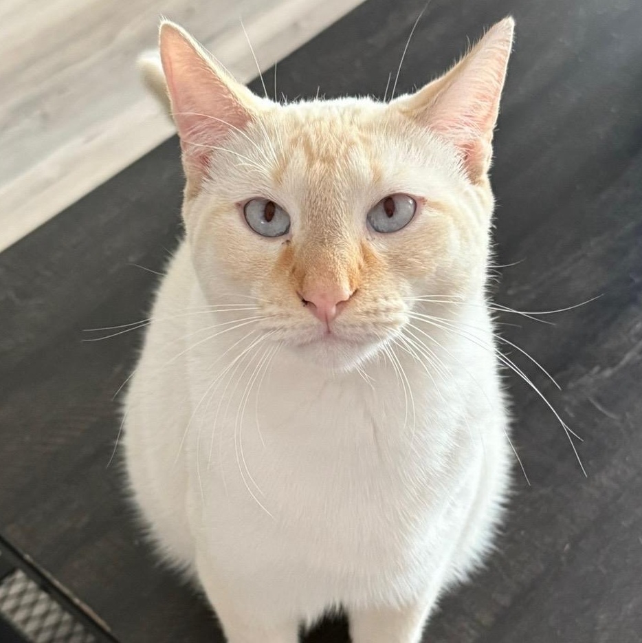 Tucker, a ADOPTABLE Siamese in Little River, SC image 1/6