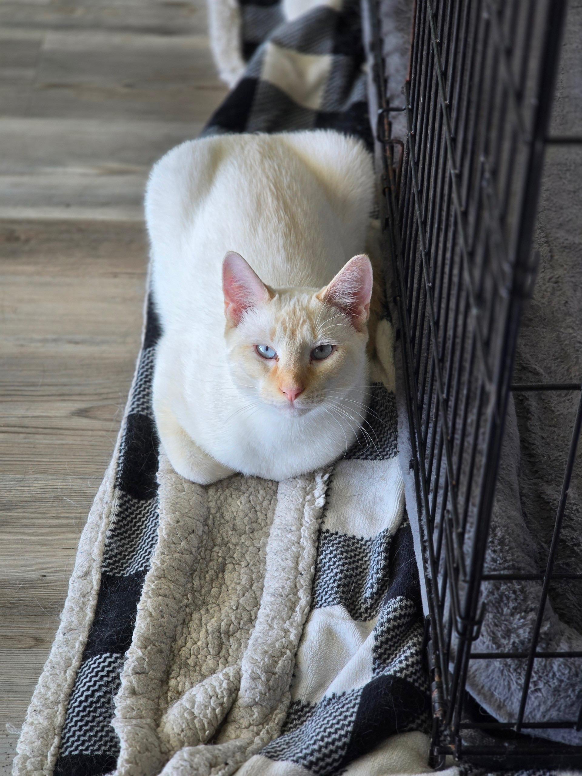 Tucker, a ADOPTABLE Siamese in Little River, SC image 2/6