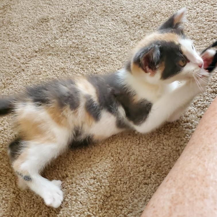 Enlarge Goose, a Adopted Calico in Swartz Creek, MI image 3/6