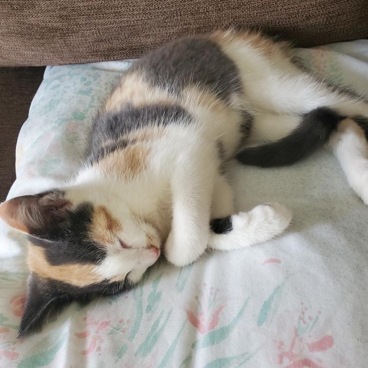 Enlarge Goose, a Adopted Calico in Swartz Creek, MI image 4/6