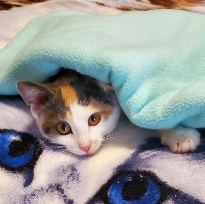 Goose, Adopted, Kitten Female Calico.