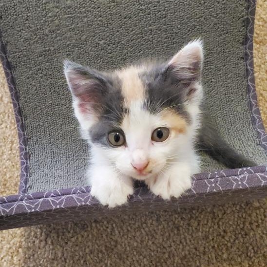 Enlarge Goose, a Adopted Calico in Swartz Creek, MI image 5/6