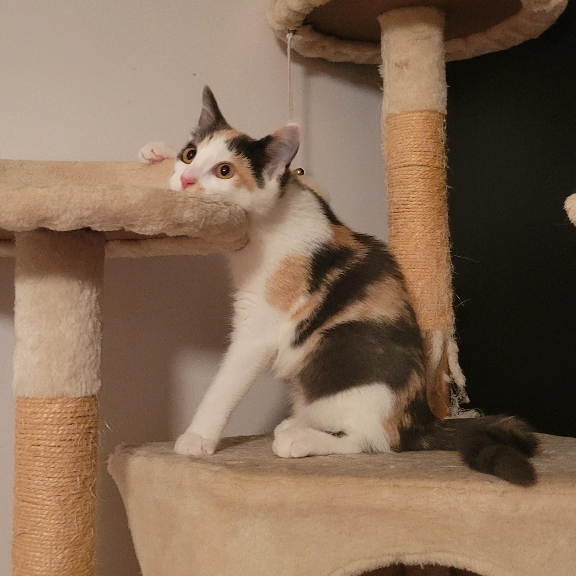 Enlarge Goose, a Adopted Calico in Swartz Creek, MI image 2/6