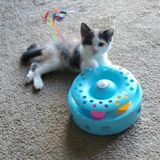 Enlarge Goose, a Adopted Calico in Swartz Creek, MI image 6/6