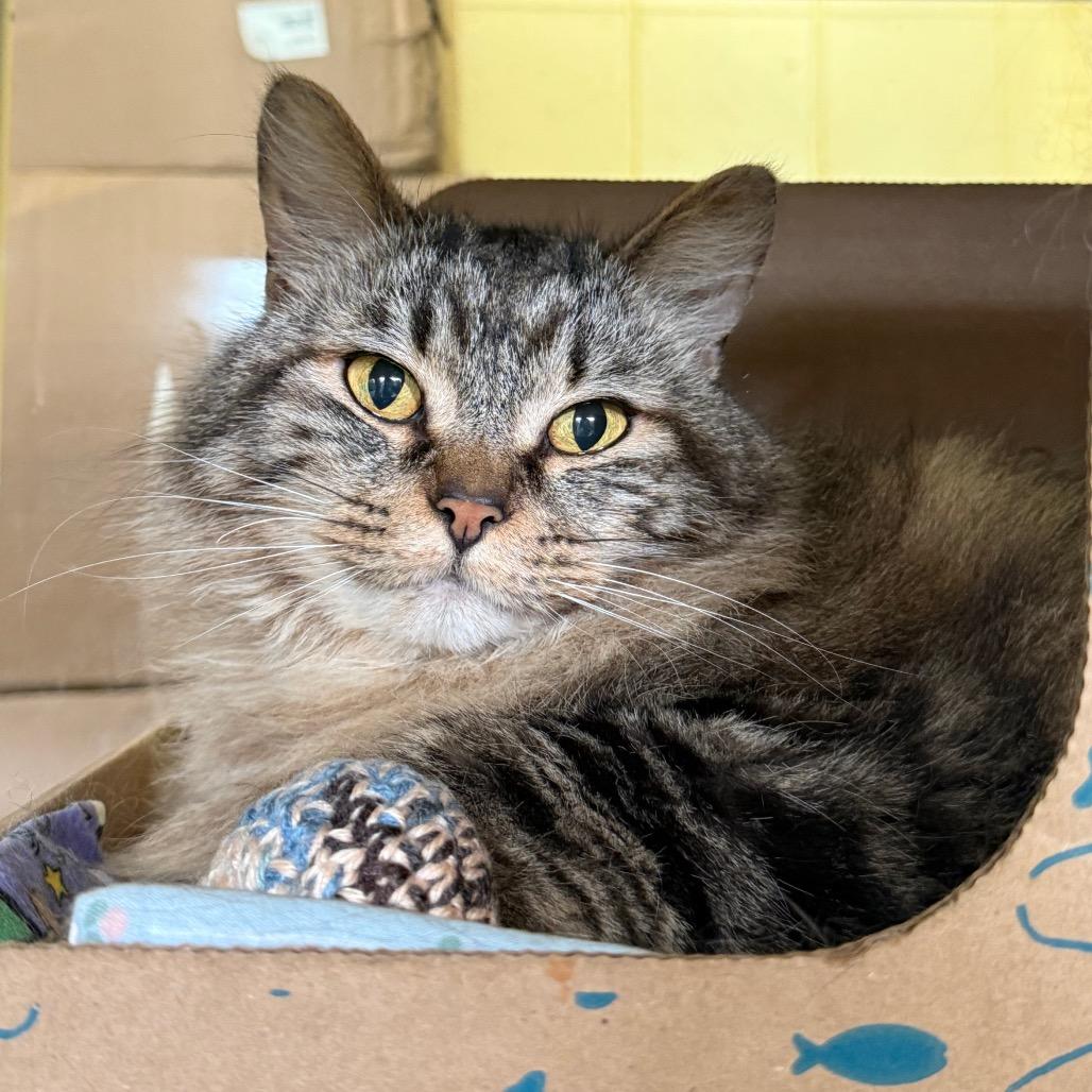 Kilo (Petco), a Adoptable Domestic Medium Hair in West Olive, MI image 1/6