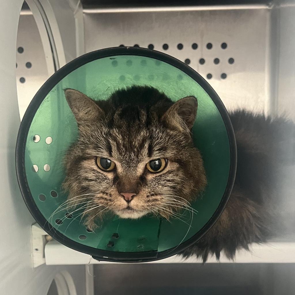 Kilo (Petco), a Adoptable Domestic Medium Hair in West Olive, MI image 2/6