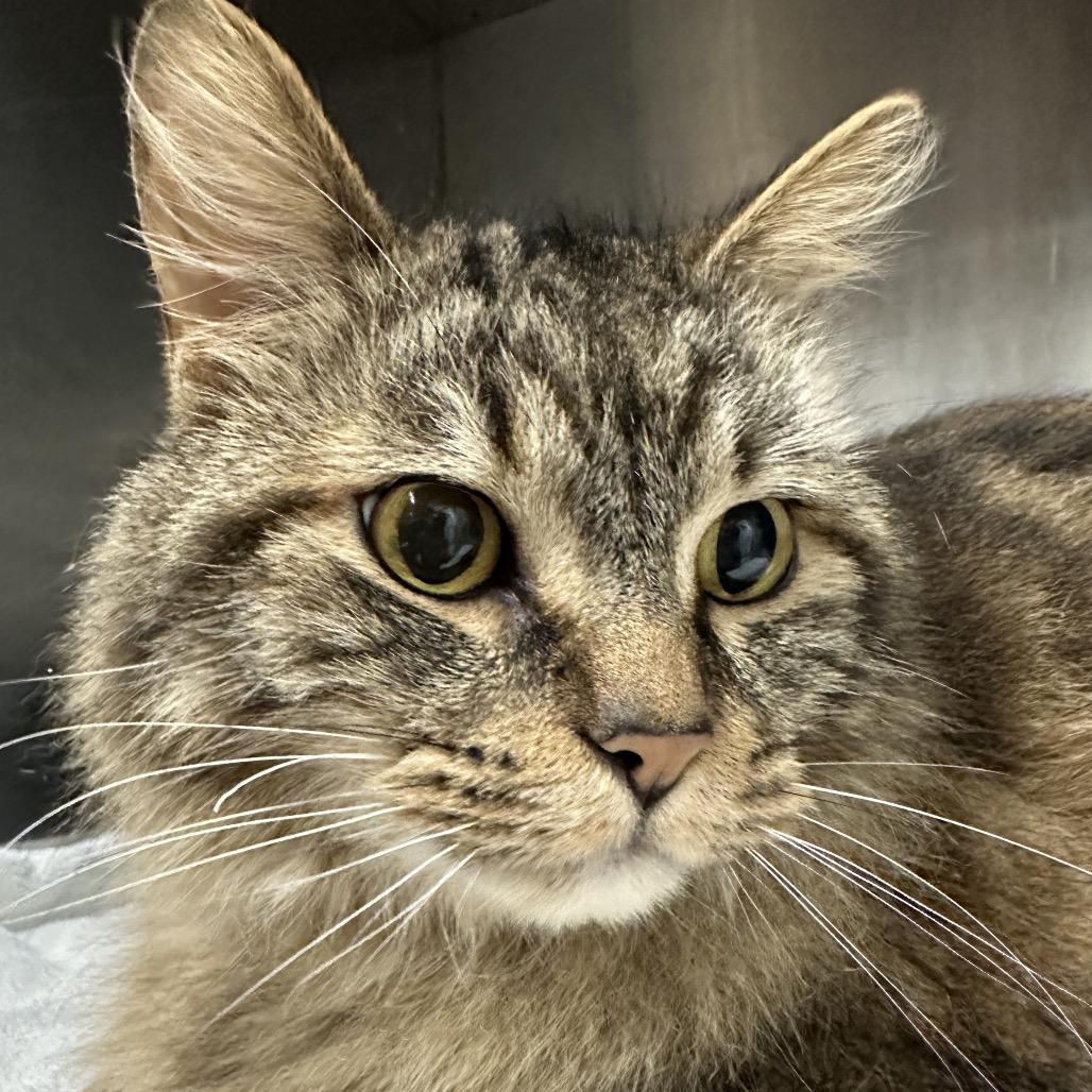 Kilo (Petco), a Adoptable Domestic Medium Hair in West Olive, MI image 3/6
